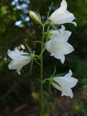 Campanula persicifolia