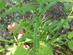 Campanula persicifolia