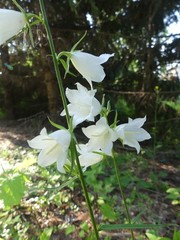 Campanula persicifolia