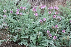 Astragalus physodes