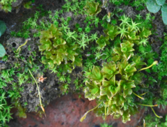Syntrichia latifolia