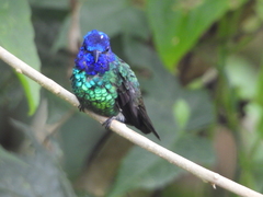 Chrysuronia oenone