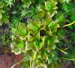 Syntrichia latifolia
