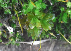 Syntrichia latifolia
