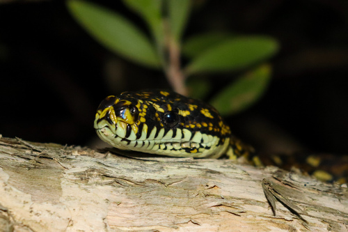 Diamond Python sighting