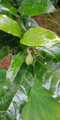 Magnolia coco
