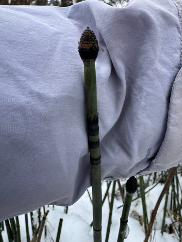 Equisetum praealtum, photograph 4