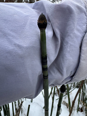 Caleb Catto, CC BY, iNaturalist via GBIF Equisetum praealtum, photograph Caleb Catto, CC BY, iNaturalist via GBIF