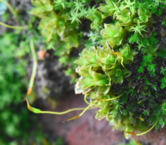 Syntrichia latifolia
