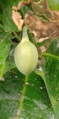 Magnolia coco