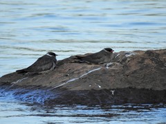 Glareola nuchalis nuchalis