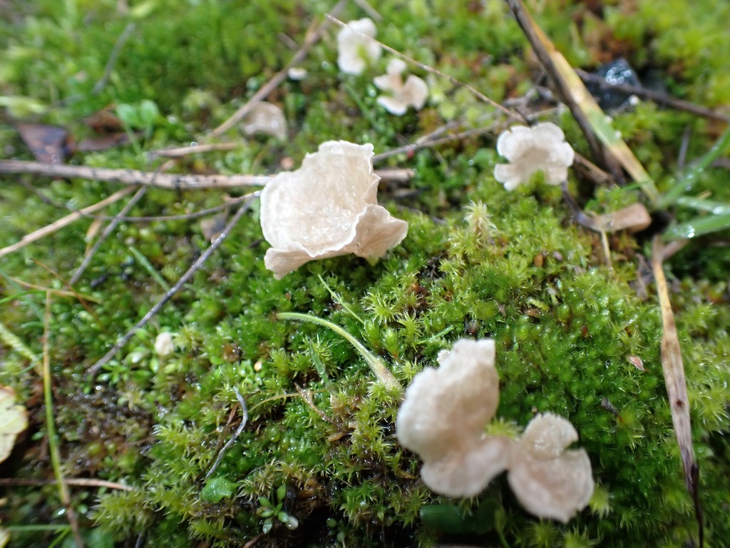 Arrhenia retiruga · December 2025 · photo: © enspring (iNaturalist, cc0)
