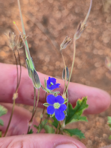 Eastern Stork's-bill (Erodium crinitum)