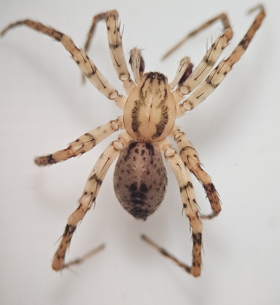 Anyphaena maculata