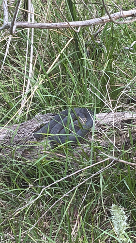 Lowlands Copperhead sighting