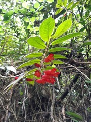 Columnea anisophylla