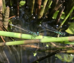 Coenagrion armatum
