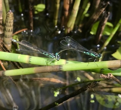 Coenagrion armatum