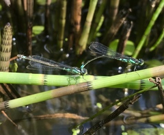 Coenagrion armatum