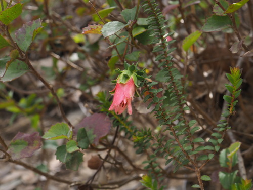 Pink Mountain Bell (Darwinia squarrosa)