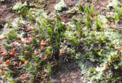Grimmia pulvinata