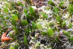 Grimmia pulvinata