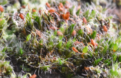 Grimmia pulvinata