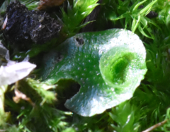 Lunularia cruciata