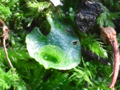 Lunularia cruciata