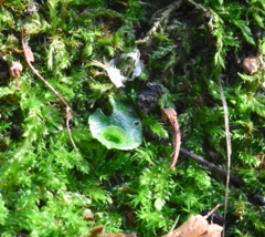 Lunularia cruciata
