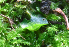 Lunularia cruciata