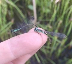 Coenagrion armatum
