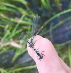 Coenagrion armatum