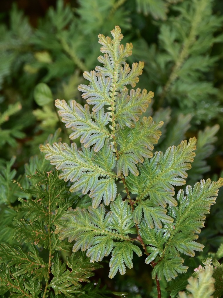 Sélaginelle paon (Selaginella willdenowii)