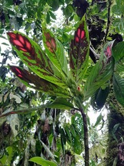 Columnea dimidiata