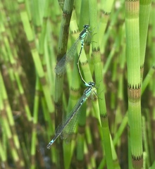 Coenagrion armatum