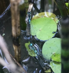 Coenagrion armatum