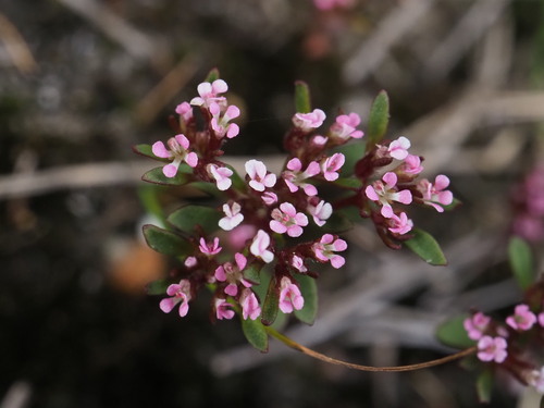 Tiny Stylewort (Levenhookia pusilla)