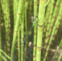 Coenagrion armatum