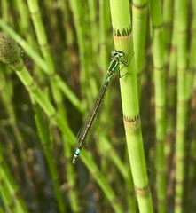Coenagrion armatum