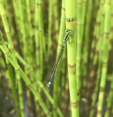 Coenagrion armatum