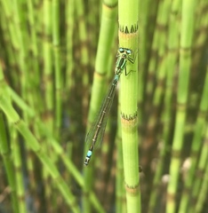 Coenagrion armatum