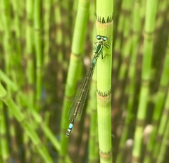 Coenagrion armatum