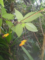Columnea strigosa