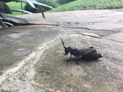 Dictyophorus griseus