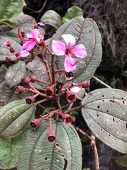 Dichaetanthera