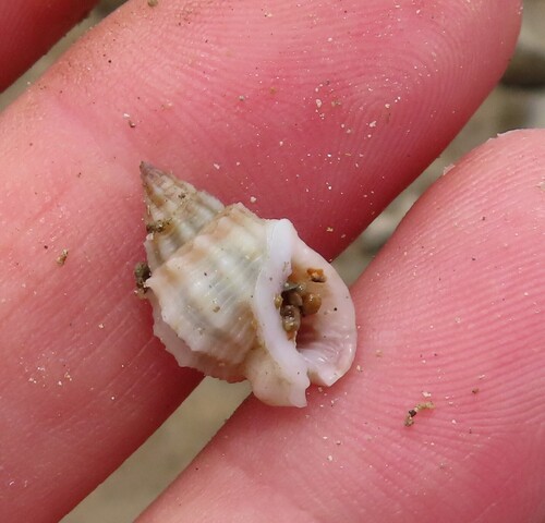 Nassarius horridus observed 2025-11-09