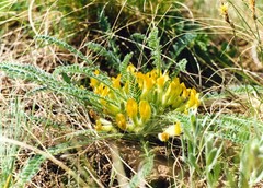 Astragalus buchtormensis