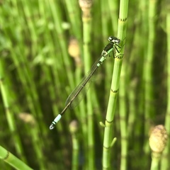 Coenagrion armatum