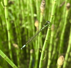 Coenagrion armatum